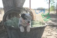 Luey, a male Australian Cattle Dog for sale in Apple Valley, CA – 1 of 4