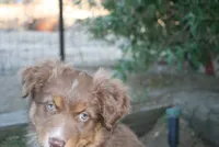 Sierra, a female Australian Shepherd for sale in Apple Valley, CA – 4 of 5