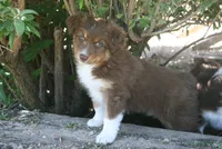 Petunia, a female Australian Shepherd for sale in Apple Valley, CA – 2 of 2