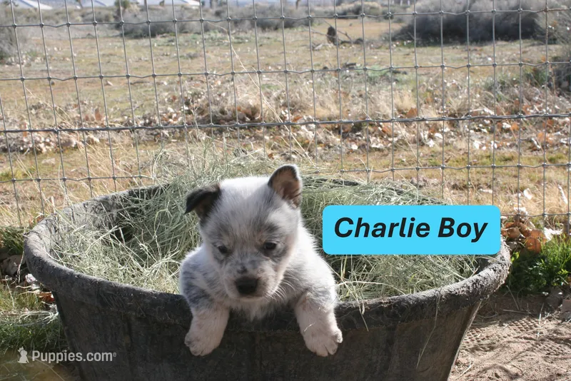 Charlie Boy