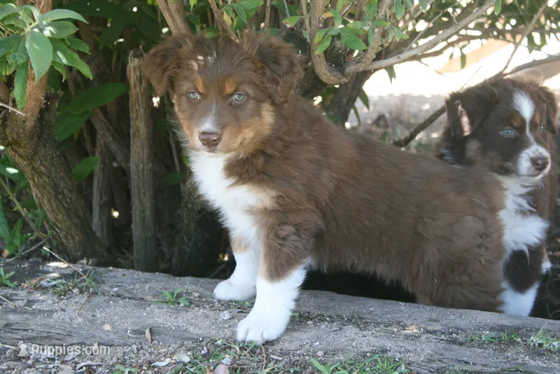 Petunia – Australian Shepherd puppy for sale in Apple Valley, CA
