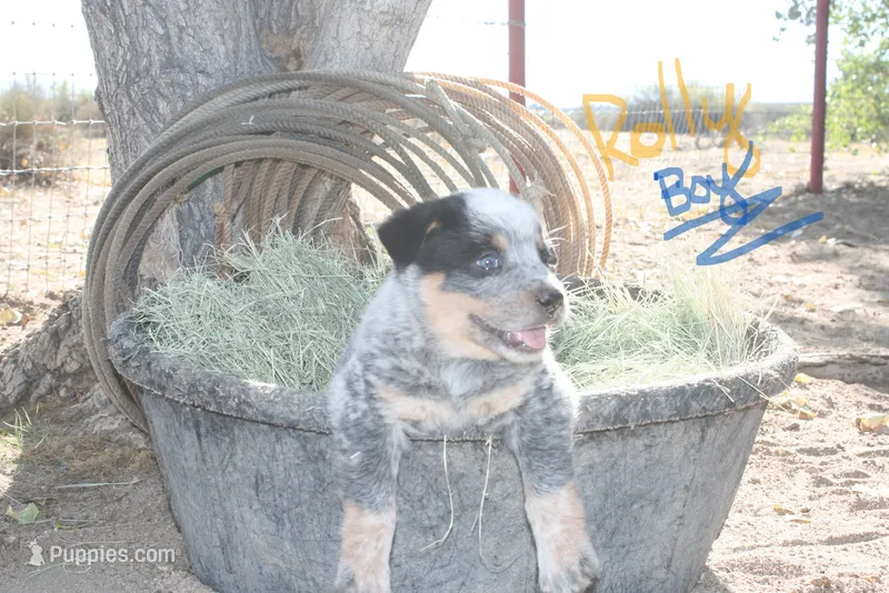 Rolly – Australian Cattle Dog puppy for sale in Apple Valley, CA