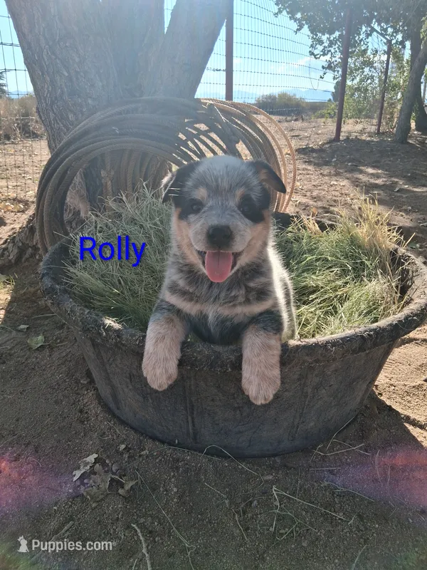 Rolly – Australian Cattle Dog puppy for sale in Apple Valley, CA