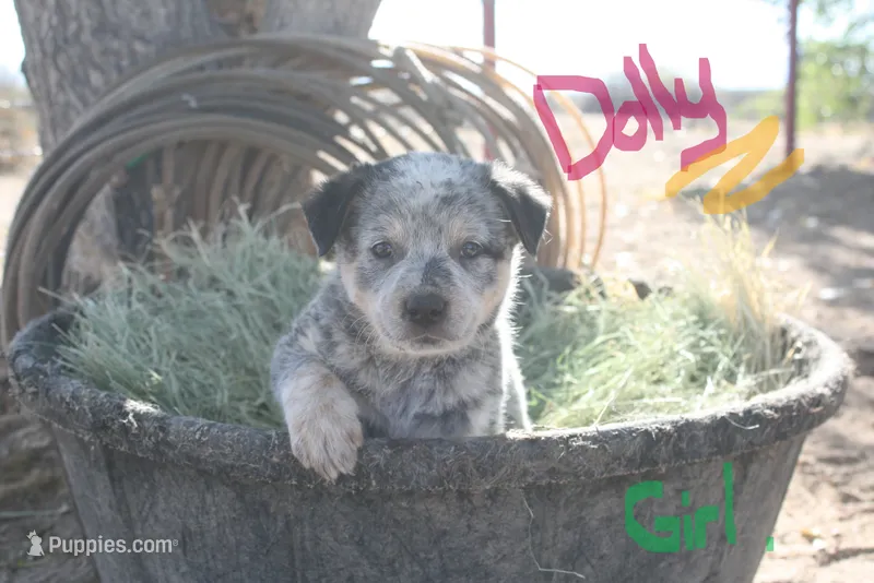 Dolly – Australian Cattle Dog puppy for sale in Apple Valley, CA