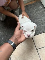 Beauty , a female American Bully for sale in Gary, IN – 6 of 10