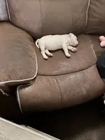 Beauty , a female American Bully for sale in Calumet City, IL – 10 of 10