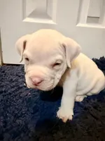 Beauty , a female American Bully for sale in Gary, IN – 2 of 10