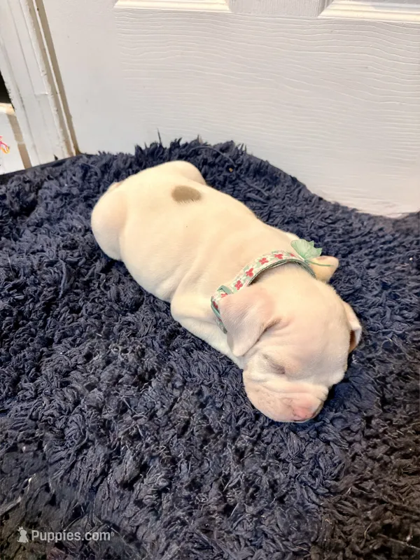 Beauty  – American Bully puppy for sale in Gary, IN