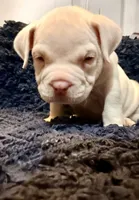 Beauty , a female American Bully for sale in Gary, IN – 9 of 10