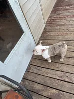 Beauty , a female American Bully for sale in Gary, IN – 8 of 10