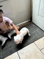 Beauty , a female American Bully for sale in Gary, IN – 5 of 10