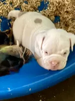 Beauty , a female American Bully for sale in Gary, IN – 7 of 10