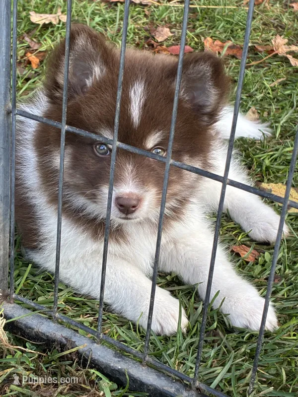 Chip – Pomsky puppy for sale in Croghan, NY