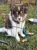 Chip, a male Pomsky for sale in Croghan, NY – 2 of 2
