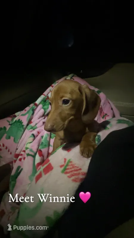 Winnie – Miniature Dachshund puppy for sale in Monroe, NC