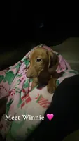 Winnie, a female Miniature Dachshund for sale in Monroe, NC – Photo 1 of 2