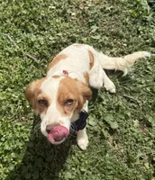 Reese Cup, a female Cavapoo for sale in Columbia, TN – Photo 3 of 3