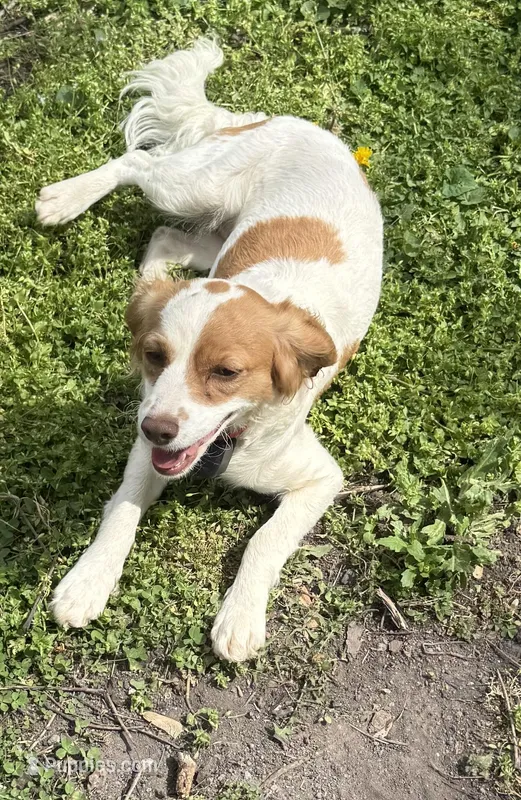 Reese Cup – Cavapoo puppy for sale in Columbia, TN