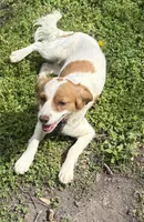 Reese Cup, a female Cavapoo for sale in Columbia, TN – Photo 1 of 3