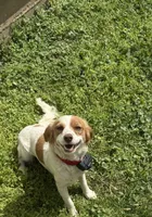 Reese Cup, a female Cavapoo for sale in Columbia, TN – Photo 2 of 3