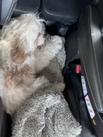 Buttercup , a female Cavapoo for sale in Columbia, TN – Photo 2 of 2