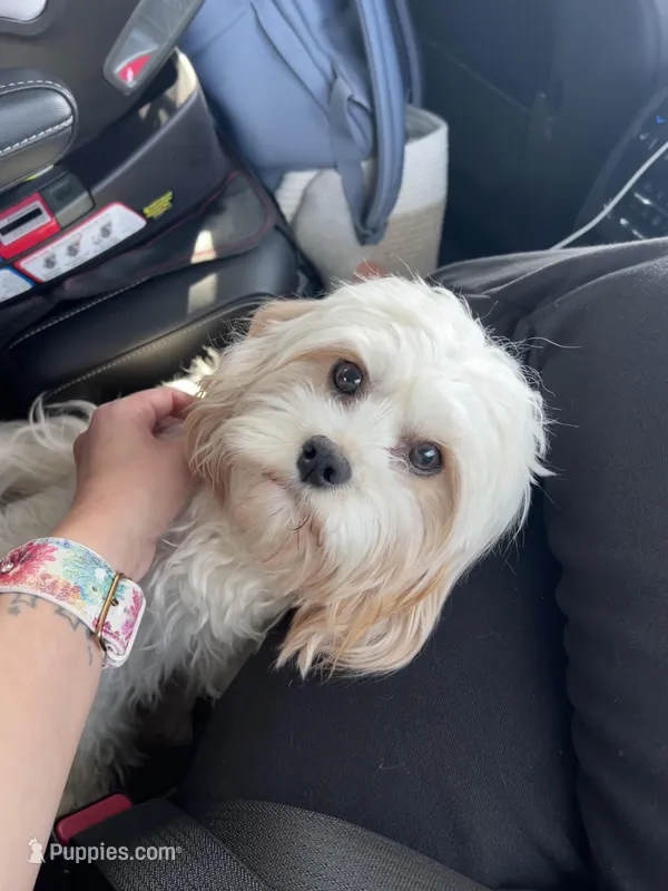 Buttercup , a female Cavapoo for sale in Columbia, TN – Photo 1 of 2