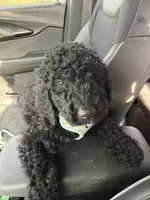 Kai, a male Goldendoodle for sale in Benton, IL – Photo 4 of 5