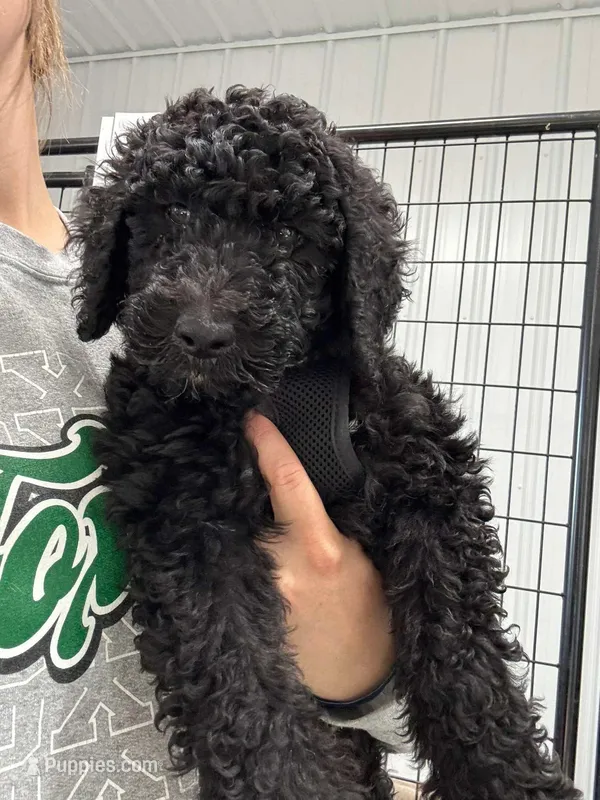 Kai – Goldendoodle puppy for sale in Benton, IL