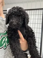 Kai, a male Goldendoodle for sale in Benton, IL – Photo 1 of 5
