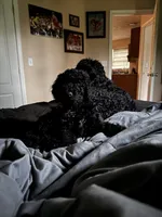 Kai, a male Goldendoodle for sale in Benton, IL – Photo 3 of 5