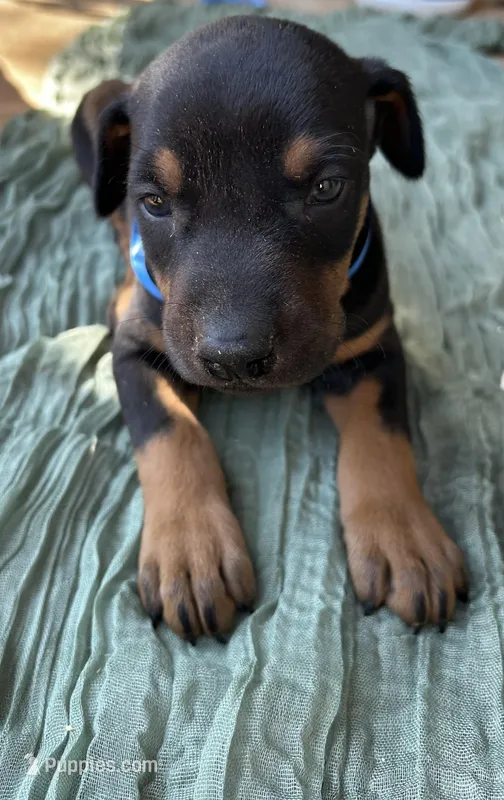 Zeus  – Doberman Pinscher puppy for sale in Covington, GA