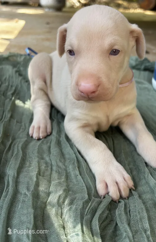 Athena  – Doberman Pinscher puppy for sale in Covington, GA