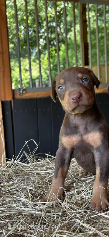 Puppy 3  – Doberman Pinscher puppy for sale in Covington, GA