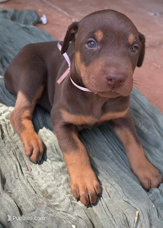 Mocha , a female Doberman Pinscher for sale in Covington, GA – Photo 1 of 3