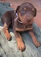 Mocha , a female Doberman Pinscher for sale in Covington, GA – Photo 1 of 3