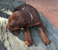 Mocha , a female Doberman Pinscher for sale in Covington, GA – Photo 3 of 3