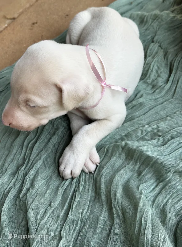 Puppy 2 , a female Doberman Pinscher for sale in Covington, GA – Photo 1 of 1