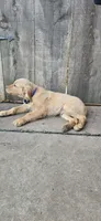 Blue, a male Golden Retriever for sale in Lewiston, CA – Photo 4 of 4