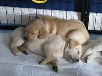 Mason (Black Collar) , a male Labrador Retriever for sale in Glen Burnie, MD – Photo 5 of 9
