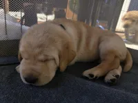 Mason (Black Collar) , a male Labrador Retriever for sale in Glen Burnie, MD – Photo 3 of 9