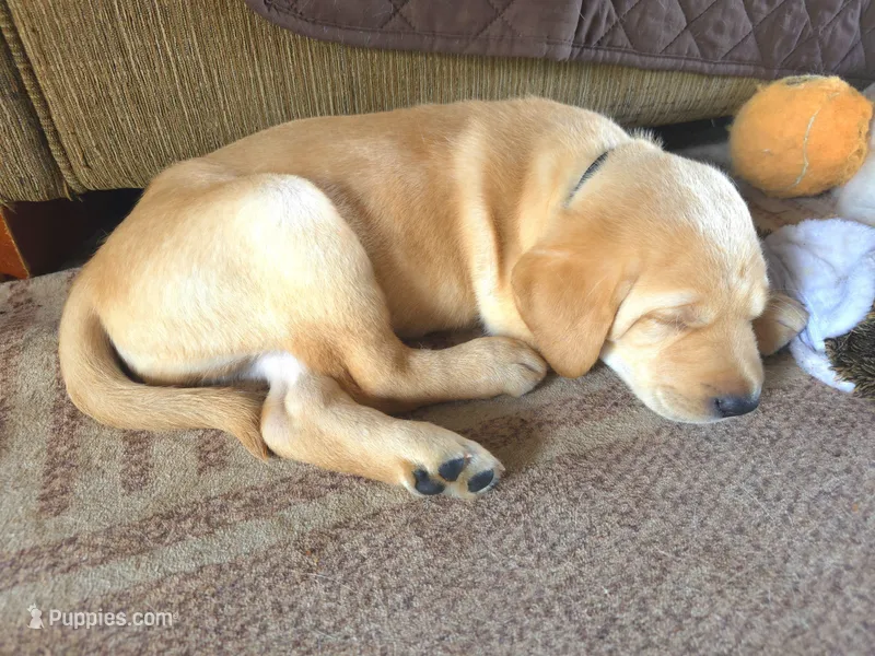 Mason (Black Collar)  – Labrador Retriever puppy for sale in Glen Burnie, MD