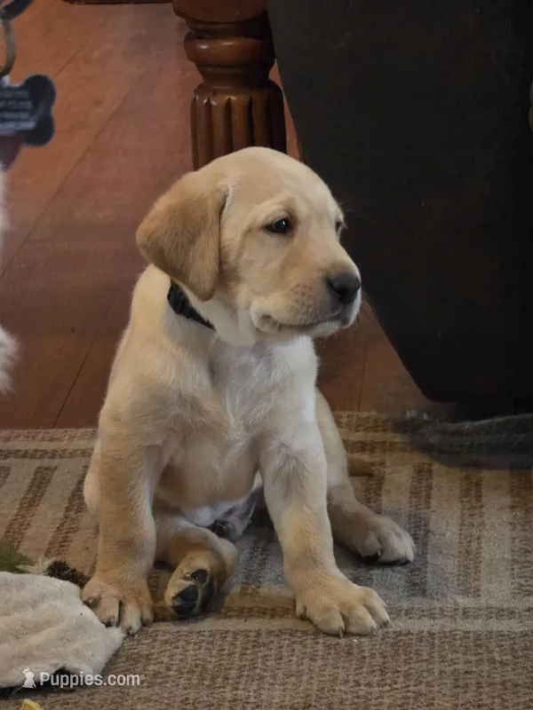 Mason (Black Collar)  – Labrador Retriever puppy for sale in Glen Burnie, MD