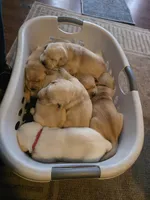 Mason (Black Collar) , a male Labrador Retriever for sale in Glen Burnie, MD – Photo 6 of 9