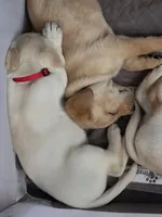 Mason (Black Collar) , a male Labrador Retriever for sale in Glen Burnie, MD – Photo 4 of 9