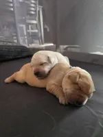 Reno (Red Collar), a male Labrador Retriever for sale in Glen Burnie, MD – Photo 4 of 10