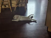 Reno (Red Collar), a male Labrador Retriever for sale in Glen Burnie, MD – Photo 6 of 10