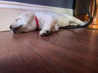 Reno (Red Collar), a male Labrador Retriever for sale in Glen Burnie, MD – Photo 2 of 10