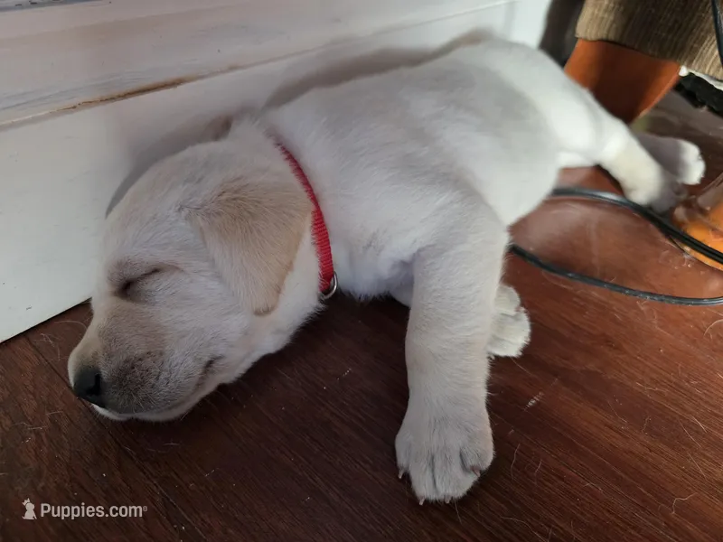 Reno (Red Collar) – Labrador Retriever puppy for sale in Glen Burnie, MD