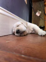 Reno (Red Collar), a male Labrador Retriever for sale in Glen Burnie, MD – Photo 3 of 10