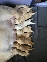 Reno (Red Collar), a male Labrador Retriever for sale in Glen Burnie, MD – Photo 9 of 10